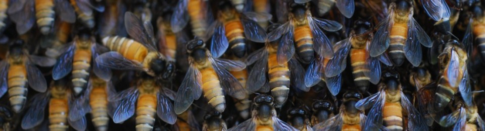 What Is It Like To Be A Bee?